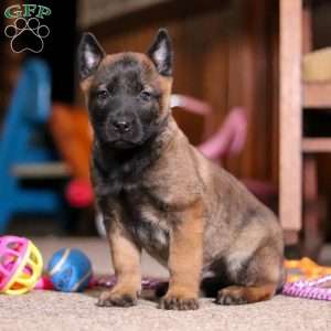 Blaze, Belgian Malinois Puppy